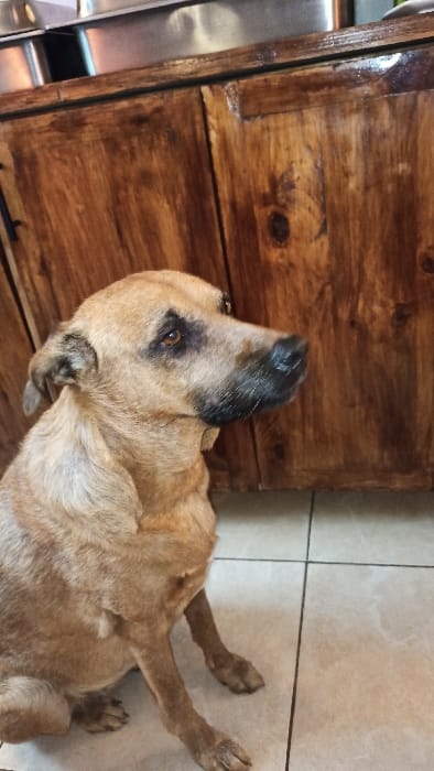 A medium-sized, tan and light brown mixed-breed dog with dark markings around its eyes and a black nose sits upright on a light-colored tiled floor. The dog is positioned slightly left of center, facing and looking towards the right side of the frame. Behind the dog is a wooden structure, likely a cabinet or counter, constructed from reddish-brown stained wood panels with visible grain and knots. Above this wooden structure, a reflective metallic surface, possibly stainless steel, is partially visible. The floor consists of square, beige or cream-colored ceramic tiles with dark grout lines. No human subjects are present. The lighting is even, suggesting an indoor environment. This indoor scene takes place within Kigali City, Rwanda. The precise location, such as a specific address or establishment name, is not identifiable from the image content.