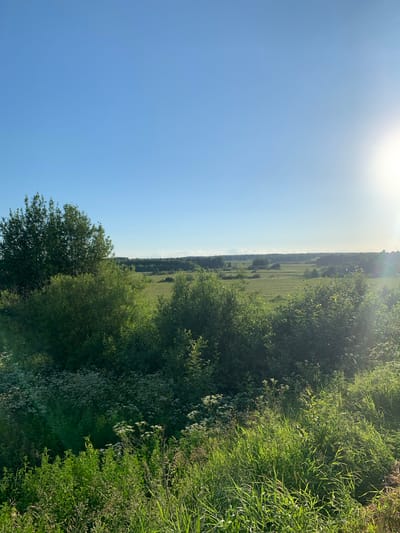 The image shows a natural landscape scene with a clear blue sky and the sun shining brightly on the right side. The foreground is filled with lush green grass and some white wildflowers. Behind the immediate vegetation, there are trees and bushes, with a large field stretching into the distance. The field is dotted with more trees and appears to be a rural or natural area. The horizon is marked by a line of trees, suggesting a forested area beyond the field. The overall impression is of a sunny day in a peaceful, open, and green environment, likely in the countryside.