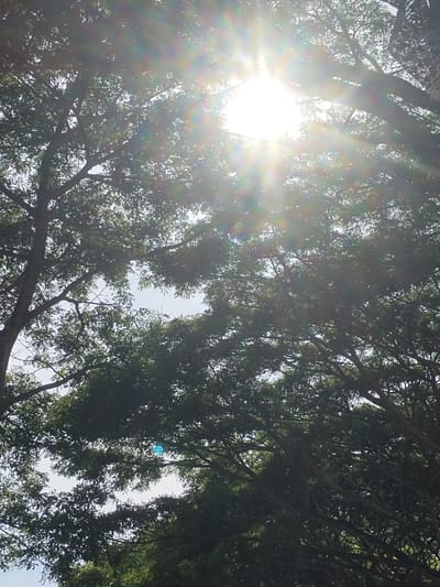The image captures a sun-drenched canopy of trees, viewed from below. The sun, intensely bright, is positioned near the top center of the frame, casting strong rays and lens flares that streak across the scene. The dense foliage of the trees, primarily leaves and branches, dominates the upper and middle sections of the image, with some gaps revealing a bright, possibly overcast, sky. The lower portion of the image shows more of the tangled branches and leaves, with a small, distinct blue light flare visible on the right side. The overall impression is one of looking up through a lush, leafy environment on a bright, sunny day. There are no people or specific identifiable landmarks visible, making it impossible to determine a precise location within the city of Mee, Indonesia.