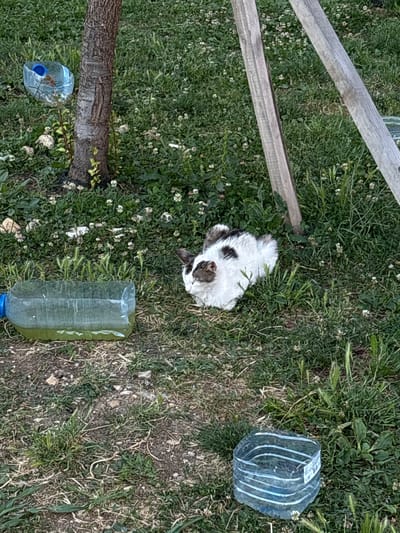 A black and white cat is lying in the grass next to a tree. In front of the cat, there is a cut plastic bottle with some green liquid in it. There are also some other plastic bottles scattered in the grass. In the background, there are two wooden planks leaning against each other. The scene appears to be in an outdoor, unkempt area, possibly a yard or park, in Kragujevac, Serbia. The lighting suggests it is daytime.