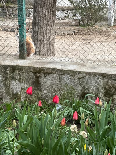 This image depicts an outdoor scene in Karnalovo, Bulgaria. In the foreground, a vibrant flower bed features numerous red tulips, some fully bloomed and others still in bud, amidst lush green foliage. Several withered, light-colored flowers are also visible. This flower bed is situated directly in front of a textured concrete wall, which exhibits dark stains and moss growth. Resting on top of this wall is a diamond-patterned chain-link fence, supported on the left by a vertical, teal-painted metal post. Behind the fence, a large tree with rough bark stands prominently on the left. Partially obscured by the fence post and the tree, a two-toned dog (white front, tan/brown rear) is visible, positioned on the dirt ground behind the fence. The background reveals additional dirt ground, fragmented stone structures, and sparse vegetation, including bushes and bare branches. No human presence or direct interactions are observed.