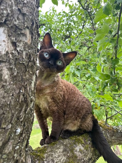 A brown Devon Rex cat with bright blue eyes is perched on a moss-covered tree branch, its body partially obscured by the tree's textured bark. The cat is looking directly at the camera with its head tilted. Lush green leaves and branches of an apple tree surround the cat, suggesting an outdoor setting, possibly a garden or park. The background is blurred, with hints of green grass visible below. The lighting suggests it is daytime. There is no indication of the city of Carnikava, Latvia in the image.