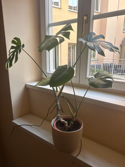A Monstera deliciosa plant sits on a white windowsill in front of a window. The plant has several large, split leaves and visible aerial roots. Outside the window, a yellow building with multiple windows and a balcony with railings is visible. The wall to the left of the window is a muted beige color. The scene appears to be indoors, likely in an apartment or house. The image does not provide any specific information about the city of Karlovy Vary, Czechia.