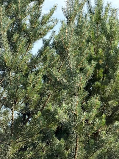 The image is a close-up, eye-level shot of a dense evergreen pine tree. The branches are laden with long, needle-like green leaves, with some clusters of pinecones visible. The lighting suggests it is daytime, with sunlight filtering through the foliage, creating highlights and shadows. The background is a blurred expanse of pale blue sky. The image was captured in Elekmonar, Russia. There are no people or animals present in the scene.