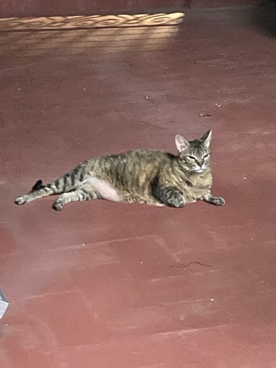A tabby cat is lying on a reddish-brown tiled floor. The cat is facing to the right and appears to be resting or sleeping. Sunlight is casting shadows on the floor in the upper left portion of the image. The image appears to have been taken outdoors, possibly in a patio or courtyard. There is no information available to determine the specific location in Sabadell, Spain.