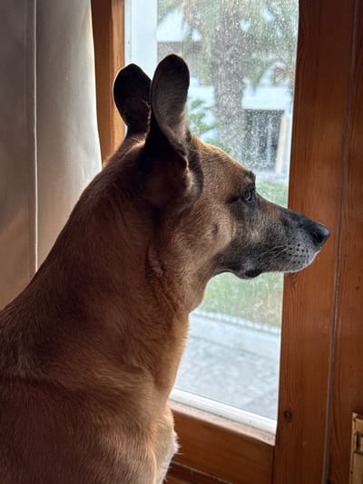 A medium shot captures a tan-colored dog with upright ears looking out a dusty window in Aguadulce, Spain. The dog is positioned to the left of the frame, with its head in profile facing right. Its fur is a mix of light and dark tan, with some graying around its muzzle. The dog's eyes are dark and appear to be looking intently at something outside. The windowpane is smudged with dirt, obscuring the view of palm trees and a building in the background. To the left of the dog, a beige curtain is partially visible, and to the right, a wooden doorframe frames the window. The overall lighting suggests it is daytime, with sunlight streaming through the window, creating a slightly hazy effect on the glass.