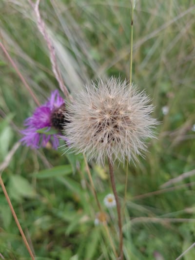 This media file is a close-up photograph of a fluffy, dry seed head of a plant, likely a thistle or dandelion, with delicate, feathery structures. Below the seed head, a vibrant purple flower with spiky petals is visible, suggesting it is a different plant growing nearby. The background is a soft blur of green foliage and dry grass, indicative of an outdoor, natural setting. The lighting appears to be natural daylight, possibly overcast given the diffused light. The focus is sharp on the seed head and the purple flower, while the surrounding environment is out of focus, creating a bokeh effect. There are no people or discernible text in the image. The overall impression is one of natural beauty and the transition of a plant from flowering to seeding. The location context is Chernyk, Ukraine.