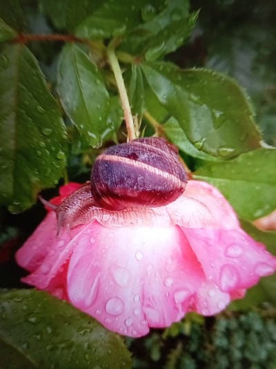 In Zheleznovodsk, Russia, a snail with a dark, banded shell rests on a dew-kissed pink rose petal. The snail's body, a muted brown with visible striations, extends from beneath its shell. The rose, with its soft, layered petals, is dotted with water droplets. Surrounding the flower are lush, green leaves, also glistening with moisture. The background is a soft blur of green foliage, indicating an outdoor garden setting.