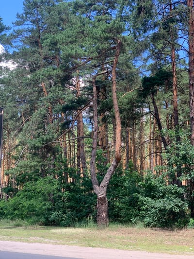 A dense forest of tall pine trees with a clear blue sky overhead is visible. Power lines run horizontally across the upper portion of the image, supported by the trees. In the foreground, a single, unusually shaped pine tree with a trunk that splits into two main branches dominates the center. The ground in front of the trees is covered with dry grass and a dirt path. This scene is located in Bucha, Ukraine, adjacent to a road.