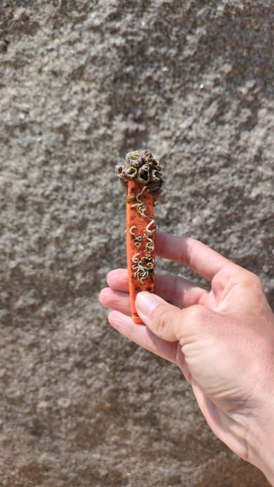 A hand holds an orange object encrusted with barnacles and small, white, worm-like organisms. The background consists of a coarse, gray surface, possibly rock or concrete. The location is not evident from the image.