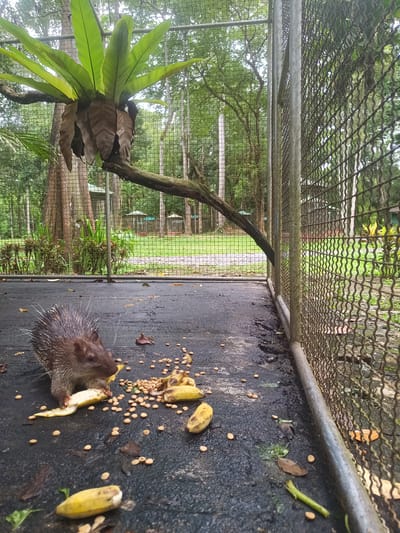 The scene depicts a porcupine inside a metal cage. The porcupine is eating a banana and is surrounded by other bananas and small, round food pellets. The floor of the cage is dark and appears to be made of asphalt. A branch with a large bird's nest fern is attached to the cage structure. Outside the cage, greenery and trees are visible. The location is inferred to be Takdat, Thailand, although no specific landmarks confirm this.