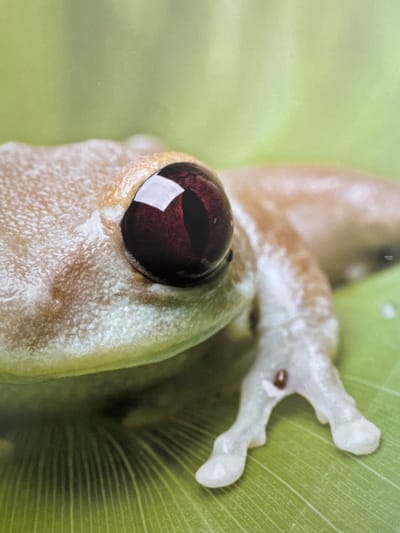 This is a close-up, macro photograph of a pale, tan-colored frog with large, dark red eyes sitting on a vibrant green leaf. The frog's skin appears textured and slightly bumpy, with lighter markings visible on its head and body. One of its delicate, pale limbs is extended towards the viewer, showing its webbed toes. The leaf beneath it has prominent veins, creating a ribbed texture. The background is a soft, out-of-focus blur of light green, suggesting a natural, leafy environment. The image is sharply focused on the frog and its immediate surroundings, highlighting the intricate details of its anatomy and the textures of its habitat.

There is no discernible location in Gandia, Spain, depicted in this image. The image solely focuses on a frog in a natural setting.