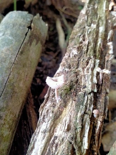The image shows a close-up view of a white mushroom growing on a weathered log, likely in a forest or woodland area of Kecamatan Sambirejo, Indonesia. The mushroom is prominent, positioned on the log's upper surface with a small stalk and a rounded, pale cap. The log is rough and weathered, displaying a natural, aged texture with visible grain patterns and traces of moss or lichen. The background is blurred and consists of other forest debris, suggesting a natural environment. The location is determined by the provided coordinates (latitude: -7.512, longitude: 111.103), which pinpoint a region within Kecamatan Sambirejo, Indonesia.  A second smaller mushroom is visible towards the bottom of the image.