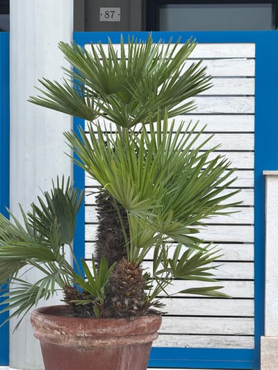 A potted palm tree stands in front of a blue and white striped fence in Otranto, Italy. The palm tree has large, fan-shaped leaves and a thick, fibrous trunk. It is planted in a large, terracotta pot with a weathered finish. The fence is made of horizontal wooden planks painted white, with thin blue vertical strips running along the edges. Behind the fence, a white column with the number "87" in a black square is visible. The overall scene suggests an outdoor setting, possibly a garden or a courtyard.