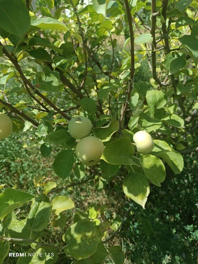 The image depicts an apple tree with several unripe apples and green leaves. The apples are small and a pale green color. The branches of the tree are visible, with a background of out-of-focus green foliage and some dry ground. The overall scene suggests a natural outdoor environment, possibly a garden or orchard. The image is a photograph taken during daylight hours, indicated by the sunlight filtering through the leaves and casting shadows. The timestamp "REDMI NOTE 11S" in the bottom left corner indicates the device used to capture the image. The location provided, Turkistan, Kazakhstan, implies that this apple tree is situated within that region. There are no people or animals present in the image.