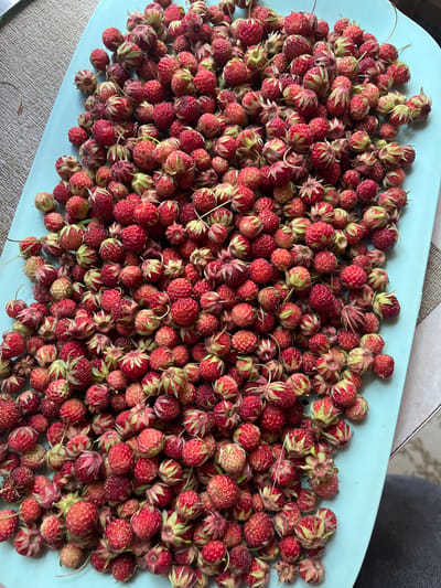 An overhead, close-up shot shows a pile of wild strawberries on a light blue tray. The strawberries are small and red with green hulls. Some are partially obscured by others. The tray appears to be placed on a textured surface. The scene is domestic, with no indication of any specific public location within Belyye Berega, Russia. The lighting is natural, suggesting an outdoor or well-lit indoor setting.