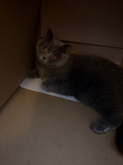 A grey cat with bright orange eyes is lying inside a cardboard box. The cat is facing the camera and looking directly at it. Its front paws are tucked underneath its body, and its hind legs are extended. The box is made of corrugated cardboard and is open at the top. The lighting in the box is dim, with shadows cast on the cat's fur. The background is also composed of cardboard, creating a simple and enclosed environment. There is no visible indication of the cat's specific location in Szczecin, Poland, or any environmental context beyond the box itself.