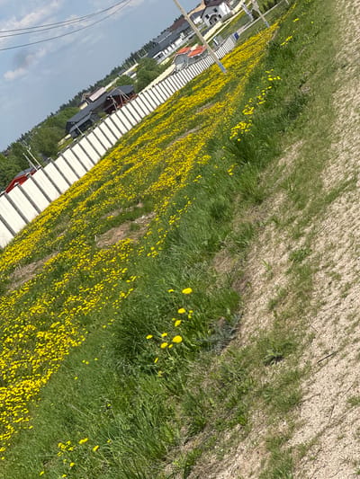 The image shows a landscape in Малеевка, Russia, featuring a field of dandelions alongside a row of white structures. The ground transitions from densely populated dandelions to grass and then to a dirt or gravel area at the top of the frame. Buildings are visible in the lower left.