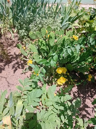 The image shows a close-up view of a garden bed with various plants. In the center, a prickly pear cactus with green pads and several yellow flowers is prominent. To the left and behind the cactus are tall, thin green leaves, possibly from an iris or similar plant, and a bush with smaller, feathery green leaves. In the foreground, to the left and bottom, are plants with larger, serrated green leaves. The ground is covered in reddish-brown soil with some dry plant debris. The scene is bathed in sunlight, casting shadows on the ground and plants. There is no indication of people or specific actions. The location is specified as Kherson, Ukraine.