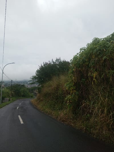 A curving paved road, marked with a solid white line, ascends into a misty, overcast scene. Lush vegetation, including tall grass and dense bushes, flanks the right side of the road. A utility pole and streetlights are visible on the left. In the distance, buildings are partially obscured by fog. The road surface appears wet, suggesting recent rain or high humidity.