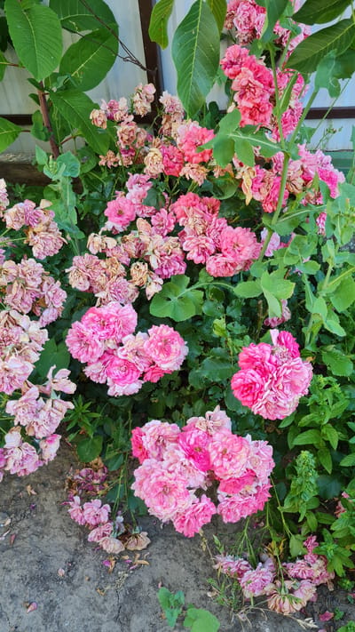 This is a close-up, top-down view of a cluster of pink roses in bloom. The roses vary in their stage of bloom, with some appearing fresh and vibrant, while others are beginning to wilt and dry. The petals range in color from a deep fuchsia to a pale pink and dusty rose. The background consists of lush green leaves and stems of the rose bush, interspersed with some other greenery. The ground beneath the roses appears to be dry, cracked earth, with a few fallen petals scattered on its surface. The lighting suggests it is daytime, likely with overcast or diffused sunlight, as there are no harsh shadows. The scene is natural and outdoors, possibly a garden in Salhany, Ukraine. There is no visible text in the image.