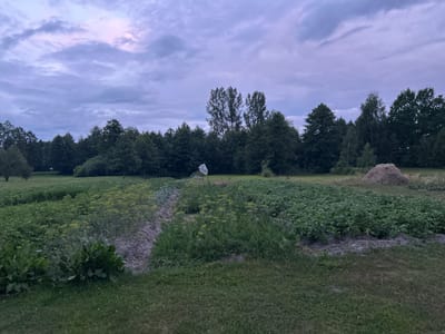 The image depicts a rural scene in Krushynets, Ukraine, with a cultivated field in the foreground and a line of trees in the background. The sky is overcast with purplish-gray clouds, indicating either early morning or late evening. The field is divided into several sections, with various crops growing in rows. One section shows dense green foliage, possibly potatoes or similar vegetables. Another section features lighter green, feathery plants, likely herbs or flowering plants such as dill. There are also some areas with bare soil. A rudimentary scarecrow, made from a plastic bottle on a stick, stands in the middle of the field. To the right, a haystack is visible against the backdrop of the trees. The overall impression is one of an agricultural landscape at dusk or dawn.