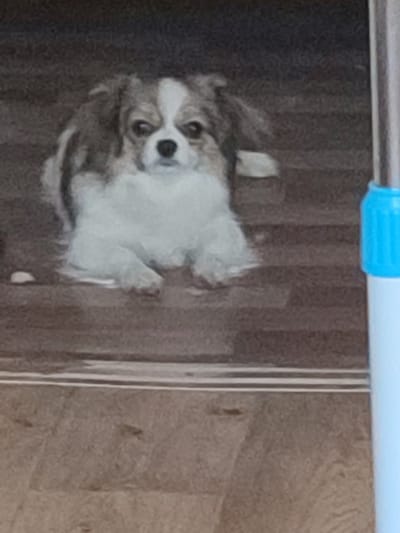 A small dog with white and brown fur is lying on a wooden floor. The dog has a white blaze on its face, with brown markings around its eyes. Its ears are long and floppy. The dog appears to be relaxed. To the right of the dog, a portion of a blue and white object, possibly a mop or cleaning tool, is visible. The background is a dark, textured surface, possibly carpet or a rug. The lighting is dim, casting soft shadows. The scene is indoors.