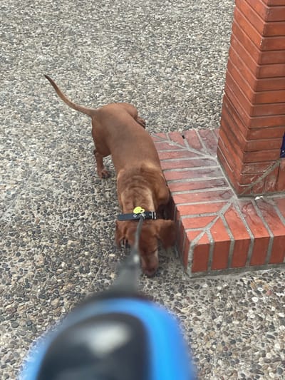 A brown dachshund is walking on a pebbled sidewalk next to a brick pillar. The dog is wearing a black collar with a yellow tag. A blue object, likely part of a leash or camera, is in the foreground, obscuring the lower portion of the dog and the ground. The scene appears to be outdoors, possibly in La Línea De La Concepción, Spain.