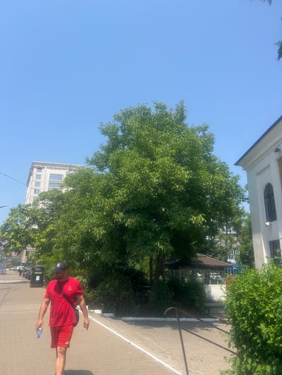 A person wearing a red t-shirt and red shorts, a black cap, and a black fanny pack walks on a paved walkway. They are holding a plastic water bottle in their right hand. The person is walking on the right side of the frame, and the camera is positioned to their left, looking up towards them. In the background, a large green tree with dense foliage dominates the center of the frame. Behind the tree, a multi-story building with a white facade and numerous windows is visible, along with a glimpse of a clear blue sky. To the right of the tree, another building with an arched window and white trim is partially visible. The scene appears to be outdoors on a sunny day, given the bright lighting and clear sky. The overall setting suggests an urban environment with green spaces, possibly a park or a street lined with trees and buildings. The time of day is likely daytime due to the bright sunlight. The orientation of the image is sideways.