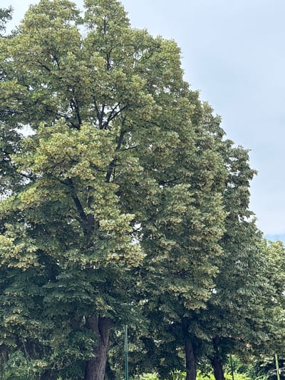 A large, leafy tree with green and yellow foliage stands against a pale, overcast sky. The tree is dense with leaves and branches, obscuring much of its trunk and any background elements beyond its immediate vicinity. The leaves appear to be small and numerous, creating a textured canopy. The lighting suggests it is daytime, but the overcast sky diffuses the light. The scene is likely outdoors in a city park or along a street, as evidenced by the presence of a green lamppost visible in the lower right portion of the image. Based on the provided context, the location is the city of Strelcha, Bulgaria. There are no people or animals visible in the image.