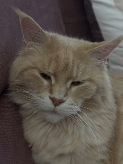 A close-up, eye-level shot captures a fluffy, light-colored cat lying on its side on a textured, mauve-colored surface, possibly a couch or cushion. The cat's head is tilted to its right, with its face angled towards the viewer. Its fur is a soft, creamy beige, with a slight mane around its neck. Prominent whiskers fan out from its muzzle, and one ear is clearly visible, pointing upwards. The cat's eye is partially open, revealing a dark pupil. The background is blurred, with hints of a light-colored fabric, likely bedding or another soft furnishing. The lighting is soft and diffused, suggesting an indoor setting, possibly during the day. The overall mood of the image is peaceful and relaxed, as the cat appears to be napping or resting comfortably. No text is visible in the image. The setting is described as Gölbaşı, Turkey, implying the photograph was taken there.