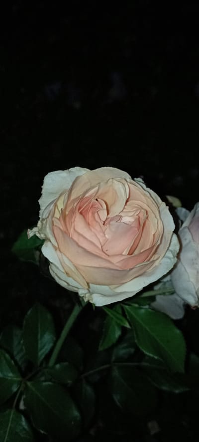 A close-up, vertical shot focuses on a single, fully bloomed pale pink and cream rose in the foreground. The rose is detailed, with many delicate petals unfurling in a spiral pattern towards the center. The outer petals are a soft white, gradually transitioning to a peachy pink in the inner layers. Two small dark spots, possibly insects or imperfections, are visible on the petals. Dark green leaves are visible at the bottom left of the frame, providing a natural contrast to the delicate bloom. The background is entirely black, creating a stark, almost theatrical presentation of the rose. The lighting is focused on the flower, with the rest of the scene fading into darkness, suggesting this was taken at night or in a dimly lit environment. There is no visible indication of the city of Radisne, Ukraine, in this image; it is a botanical close-up.