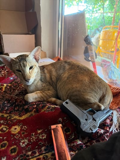 A light brown tabby cat with large ears is lying on a red and gold patterned rug. Next to the cat is a silver toy gun and a harmonica. The cat is looking towards the viewer with its eyes slightly narrowed. The background shows a window with a blurred view of trees and a yellow industrial machine. The location is not the city of Krugloye, Russia.