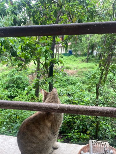 The image shows a tabby cat sitting on a ledge, looking out at a lush green environment. The cat is mostly brown and grey with darker stripes. It is positioned on the right side of the frame. In the foreground, there are two dark, rusty metal bars running vertically, partially obscuring the view of the cat and the background. Behind the bars, there is abundant greenery, with trees and bushes covering the landscape. The scene suggests an outdoor setting, possibly a garden or a natural area. The lighting appears somewhat dim, and the overall atmosphere is calm and serene. There is no visible text in the image. The presence of rain-soaked foliage might indicate a recent or ongoing rainy season in Badem, India.