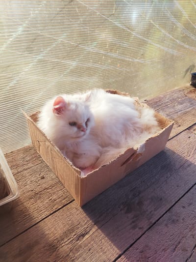 In this photograph, a fluffy white cat is relaxing in a cardboard box. The cat has light brown markings around its eyes and nose. The box is placed on a wooden surface, possibly a deck or table, made of weathered planks. Behind the box, a translucent, ribbed material, likely polycarbonate sheeting, is visible, suggesting the setting is a greenhouse or a similar structure. The sun is shining, casting long shadows across the wooden surface, indicating it is either early morning or late afternoon. The light filtering through the ribbed material creates a diffused glow. The overall scene conveys a sense of peace and domestic tranquility. The location is identified as Talitsa, Russia.