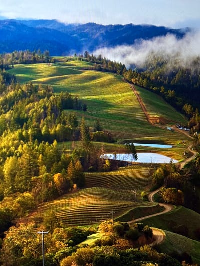 This landscape image depicts expansive vineyards covering rolling hills, likely in Mönchengladbach, Germany. The scene is dominated by meticulously planted rows of grapevines, stretching across numerous undulations of the terrain. The vines appear vibrant green, with sections illuminated by low-angle sunlight, creating striking patterns of light and shadow that emphasize the contours of the hills.
Winding dirt roads or paths snake through the vineyard landscape, dividing sections of vines and leading into forested areas. Dense clusters of trees, some appearing evergreen and others displaying autumnal hues of orange and yellow, are interspersed among the vineyards and line the winding paths. In the midground, several reflective bodies of water, possibly irrigation ponds, are visible amidst the rows of crops. A utility pole with horizontal crossarms is noticeable on the right side of the image.
In the background, large, dark mountains rise, their peaks partially veiled by a thick band of white, misty clouds or fog that stretches horizontally across the sky. Above the clouds, the sky is a bright, clear blue. The lighting suggests either early morning or late afternoon, with a golden hour glow illuminating parts of the landscape and casting long shadows. No people or visible text are present in the image.