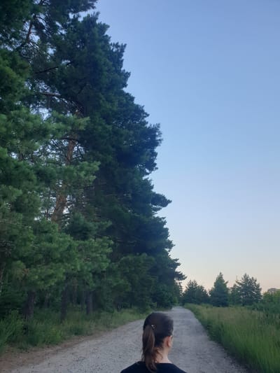 The image shows a view from a dirt road bordering a dense forest of pine trees. In the foreground, on the right side of the road, a person's head and shoulders are visible, looking away from the camera towards the trees and the road. The person has light brown hair pulled back in a ponytail. The sky above is a clear, pale blue, transitioning to a lighter hue near the horizon, suggesting it is either early morning or late evening. The sun appears to be low in the sky, casting a soft light. The trees are lush and green, with a mix of younger, more vibrant pines in the foreground and darker, older trees further back. The road is unpaved and appears to be a walking or cycling path. In the distance, beyond the trees, some buildings and construction cranes are faintly visible, indicating the presence of a settlement or urban development near the forested area. The overall scene evokes a sense of tranquility and nature, perhaps a walk or hike in a rural or semi-rural setting. There is no visible text in the image.