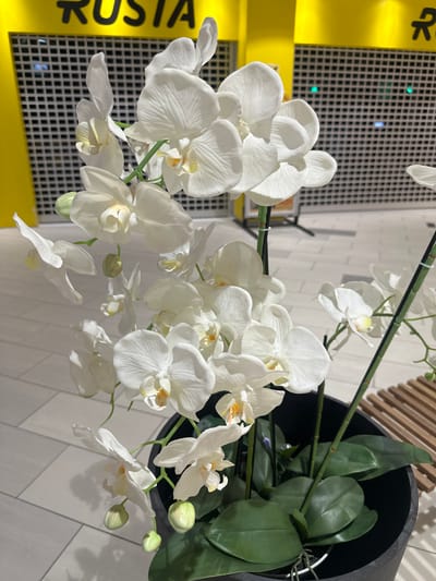 The image displays a close-up view of a potted artificial white orchid plant. The orchid has multiple blooms and buds, with delicate petals and yellow centers. The plant is in a dark-colored pot, with large, green leaves visible. In the background, a yellow sign with black lettering, possibly a store name, is partially visible. Behind the sign, a black security shutter with a grid pattern is present. The ground beneath the plant appears to be tiled. The lighting suggests an indoor environment, potentially a commercial space, given the security shutter and signage. The image composition focuses on the floral subject, with the background providing context but not obscuring the orchid.