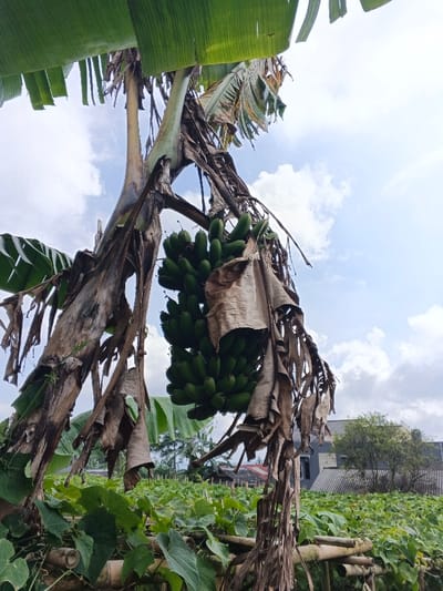 The image depicts a large, mature banana plant laden with multiple hands of unripe green bananas, located in Maw Hit, Myanmar. The banana plant's pseudostem is thick and robust, exhibiting areas of both fresh green growth and numerous dry, brown, fibrous leaf sheaths peeling away. Overhead, large, vibrant green banana leaves are visible, while other partially dried leaves also extend from the plant. The bananas hang downwards, appearing firm and uniformly green. In the mid-ground, a dense field of green, leafy vegetation, possibly a crop, extends across the landscape, supported by visible bamboo or wooden trellising structures. The background features a partly cloudy sky with scattered white cumulus clouds against a light blue expanse. To the far right, a multi-story building with dark gray walls and a lighter gray roof is partially visible, flanked by a tree with green foliage. Further into the distance on the left, hints of other structures with reddish-brown roofs and additional trees suggest a rural or semi-urban settlement beyond the agricultural field. The perspective is low-angle, looking up towards the banana plant and the sky.