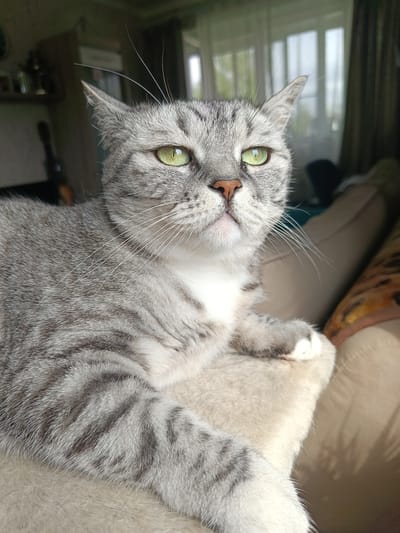 A gray tabby cat with green eyes and a pink nose is lying on a light-colored cushion. The cat's coat is striped with darker gray markings. It is positioned on a sofa, with a partial view of a room through a window in the background. Based on the location metadata, this image was likely taken in Serpukhov, Russia. No people are visible.