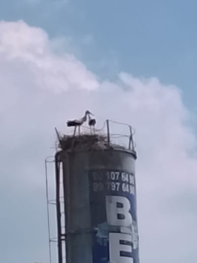 In Sabir Rakhimov, Uzbekistan, a cement silo is topped with a large bird's nest. Two storks stand in the nest. The silo has blue lettering that is partially obscured. Numbers, appearing to be phone numbers, are painted above the lettering. A metal ladder is attached to the silo. The sky is light blue with scattered white clouds.