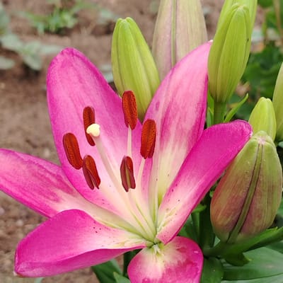 A close-up, slightly overhead view of a pink lily is centered in the frame. The flower has fully bloomed, revealing its bright pink petals and a light green stamen topped with red anthers. Several green, unopened lily buds are visible behind and to the sides of the blooming flower. The background consists of blurred green foliage and brown soil. The image appears to be taken outdoors in natural light. There are no people present in the image. The location in the city of Ekibastuz, Kazakhstan is not discernible from the provided image.
