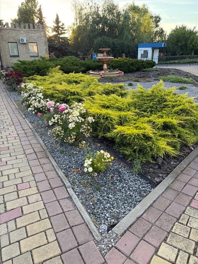 This is a rotated, high-angle, eye-level shot of a paved walkway lined with a garden bed. The garden features a large, bright green juniper bush, a cluster of white and pink roses, and dark red roses at the edge of the bed. The walkway is paved with interlocking stones in shades of red and yellow. The garden bed itself is mulched with bark and gravel. In the background, a building with stone walls, two windows, and an air conditioning unit is visible. Further back, there are trees and a small blue and white structure, possibly a kiosk or booth. The sun is setting, casting a warm glow on the scene and creating long shadows. The sky is a clear, light blue. The overall impression is one of a well-maintained outdoor space, possibly a park or a residential area, bathed in the soft light of dusk. There is no discernible text in the image.