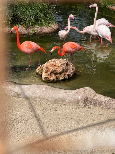 This image depicts an outdoor flamingo enclosure at Safari Zoo Mallorca, located near Sant Llorenç des Cardassar, Spain. The scene features six flamingos wading in a shallow, greenish-tinted body of water under bright daylight.
In the foreground, a vibrant reddish-orange flamingo stands on both legs, facing left with its head held high. A second reddish-orange flamingo is positioned slightly to its right and deeper into the water, with its long neck bent sharply downwards, appearing to feed near a large, porous, reddish-brown rock formation that is partially submerged.
Four paler pink-white flamingos are visible in the mid-to-background. Two stand upright on the far right, partially obscured by each other. Two others are further back, with one's neck bent and partially obscured by surrounding water and flamingos.
The water body is irregular in shape, with a dirt and rock bank covered in dense green, palm-like foliage forming the background on the left. The immediate foreground and right side of the water feature a textured, light-colored concrete or gravel-like ground, rising slightly at the water's edge. Sunlight illuminates the scene, creating reflections on the water's surface.