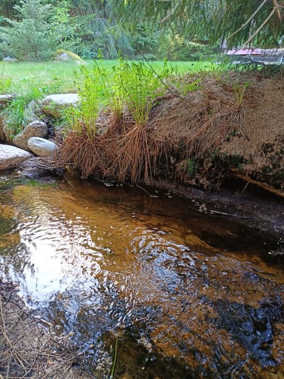 The image shows a small stream flowing through a natural area. The stream is bordered on one side by a bank covered in vegetation, including ferns and moss. The water is clear enough to see the stream bed, which appears to be sandy and rocky. The light reflects off the water's surface. The environment is lush with trees and grass. Location information is not provided or implied in the original image.