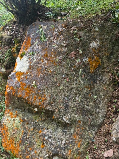 A large, moss-covered rock lies in a natural setting. Patches of bright orange lichen contrast with the green and gray hues of the stone. Small leaves and twigs are scattered across the rock's surface. The surrounding environment includes greenery, a tree trunk, and soil. The rock features an indentation that resembles the mouth of a human-like face, with the moss and lichen contributing to the illusion.