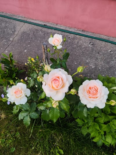 A close-up, high-angle shot captures a garden bed with four light pink and white roses in bloom, some with buds, nestled amongst green foliage. The roses are arranged in a diagonal line from the bottom left to the top right of the frame. In the background, a cracked concrete surface is visible, separated from a pink wall by a green hose. A thin wooden stake stands near the roses, and patches of grass and small yellow and purple wildflowers dot the scene. The image is devoid of any human presence or activity. The overall impression is that of a quiet, domestic garden.