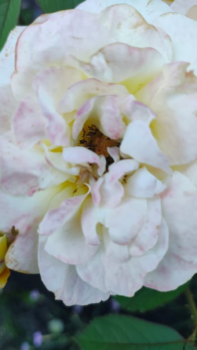 A close-up, vertical shot features a pale pink and yellow rose in full bloom. The delicate petals are layered and slightly unfurled, revealing the dark center of the flower. The rose is set against a blurred background of green leaves and hints of small purple flowers, suggesting an outdoor garden setting in Zhytomyr, Ukraine. The lighting is soft and natural, highlighting the subtle variations in color and texture of the petals.