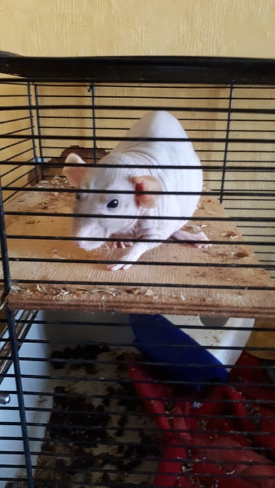 A hairless rat with pink ears and black eyes is sitting on a wooden platform inside a black wire cage. The cage has multiple horizontal bars. The background is a yellow textured wall. Below the platform, the bottom of the cage contains dark bedding material, a blue object, and a red object. The image does not provide any information that would allow for the determination of its location in Daugavpils, Latvia.