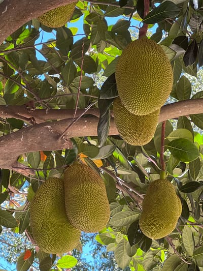 In Baan Hua Thanon, Thailand, a cluster of five large, green jackfruits hangs from the branches of a tree. The fruits are oblong and covered in a spiky rind. They are surrounded by lush green leaves and set against a bright blue sky. The branches of the tree are thick and brown, with some smaller twigs visible. Sunlight filters through the leaves, casting shadows and highlighting the textures of the fruits and foliage. The scene is a snapshot of nature's bounty, showcasing the growth of these tropical fruits in their natural environment.